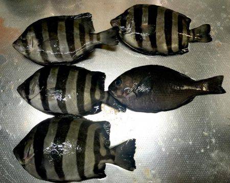 大サバ祭り開催!